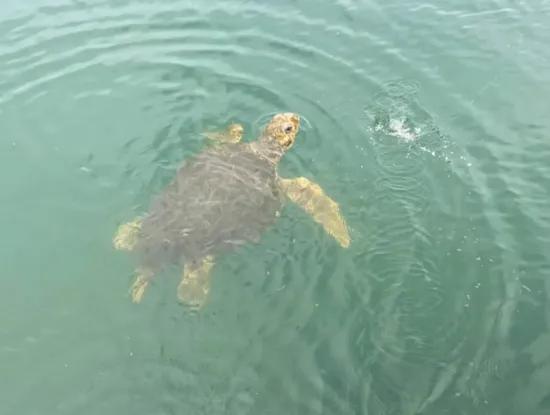 Köyceğiz Boat Tour