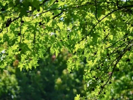 Köyceğiz Hakkında